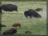 Custer State Park - Wildlife Loop