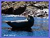 Seals Island 32