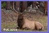 0907 Elks 13