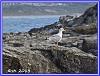 Godrevy Cove 01