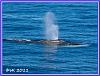 603 Whale Watching 02