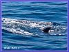 603 Whale Watching 04