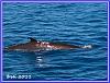 603 Whale Watching 07