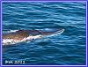 603 Whale Watching 10