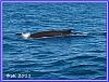 603 Whale Watching 15