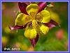 604 GA Blume 1