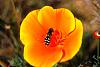 CA AntelopeValleyPoppy 31