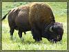 Yellowstone