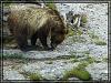 Yellowstone