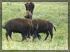 Custer State Park - Wildlife Loop