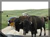 Custer State Park - Wildlife Loop