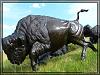 Tatanka - Story of the bisons