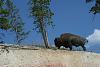 0005 Bison im Yellowstone NP