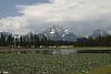 0053 Swan Lake im Grand Teton NP
