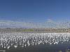 0058 Bosque del Apache Wildlife Refuge