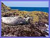 Seals Island 12