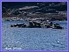 Seals Island 16