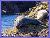 Seals Island 21