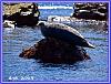 Seals Island 27