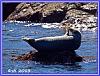 Seals Island 28