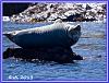 Seals Island 33