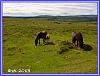 Dartmoor 06