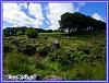Dartmoor Trail 03