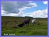 Dartmoor 32