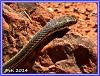 910 Garter Snake 03