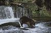 0101 Braunb�r am Brooks River in Alaska
