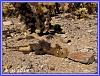 829 Cholla Cactus Garden 09