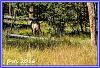 0819 WestThumb Elk 01