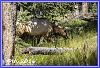 0819 WestThumb Elk 02