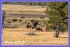 0822 Buffalos 02