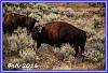 0823 NachtBuffalos 04