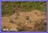 0828 PrairieDog 01