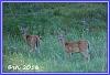 0902 Deers 03