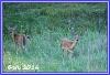 0902 Deers 04