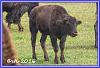 0903 Bison 12