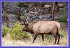 0907 Elks 08