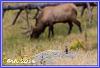 0907 Elks 10
