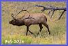 0907 Elks 11