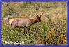 0907 Elks 14