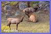 0907 Elks 16