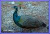 0826 Pfau02