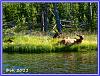 819 Deer 2 Internet