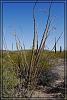 Desert 0156