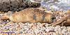 0816 Seals 23