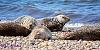 0816 Seals 11