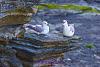 0821 Eissturmvogel 06